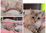 Female snow bengal - Bengal Cat For Sale - Frenchtown&comma; MI&comma; US