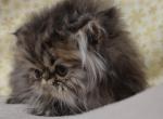 golden Persian kitten - Persian Cat For Sale - Fleetwood&comma; PA&comma; US