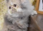 dilute calico Persian kitten - Persian Cat For Sale - Fleetwood&comma; PA&comma; US