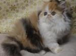 Calico Persian kitten - Persian Cat For Sale - Fleetwood&comma; PA&comma; US