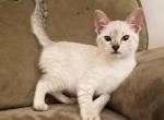 Savannah F3 Snow Ready for your home - Savannah Cat For Sale - New Holland&comma; PA&comma; US