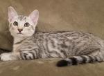 F3 Savannah Light Silver Male Kitten Available Now - Savannah Cat For Sale - New Holland&comma; PA&comma; US