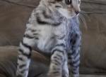 F3 Savannah Silver Male Kitten Available Now - Savannah Cat For Sale - New Holland&comma; PA&comma; US