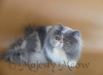 Ilonka - Persian Cat For Sale - Yucca Valley&comma; CA&comma; US