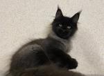 QBerberis - Maine Coon Cat For Sale - Norwalk&comma; CT&comma; US