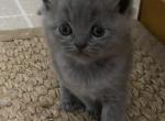 Scottishfold Kittens from Baloo and Lyla - Scottish Straight Cat For Sale - Jobstown&comma; NJ&comma; US
