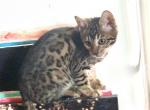 Tommy Girl - Bengal Cat For Sale - PA&comma; US