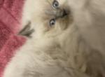 Himalayan Lilac Kitten - Himalayan Cat For Sale - Biglerville&comma; PA&comma; US