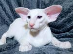 Snowflake - Oriental Cat For Sale - Brooklyn&comma; NY&comma; US