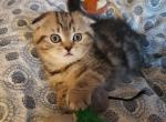 STUNNING SCOTTISH FOLD - Scottish Fold Cat For Sale - Grand Rapids&comma; MI&comma; US