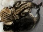 Jedi - Scottish Straight Cat For Sale - Houston&comma; TX&comma; US