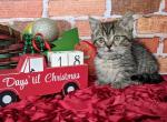Heidi - Munchkin Cat For Sale - Neosho&comma; MO&comma; US