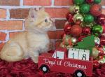 Paisley - Munchkin Cat For Sale - Neosho&comma; MO&comma; US
