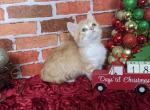 Pandora - Munchkin Cat For Sale - Neosho&comma; MO&comma; US