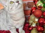 Luna - Munchkin Cat For Sale - Neosho&comma; MO&comma; US