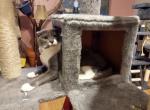 Pansy - Scottish Fold Cat For Sale - Mokelumne Hill&comma; CA&comma; US