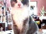 Pretty Girl - Scottish Straight Cat For Sale - Mokelumne Hill&comma; CA&comma; US