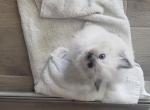 October litter - Ragdoll Cat For Sale - Fort Lauderdale&comma; FL&comma; US