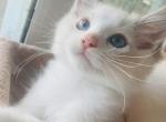 Coco and Prosper - Ragdoll Cat For Sale - Fort Lauderdale&comma; FL&comma; US
