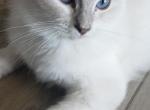 Josephine blue lynx mitted - Ragdoll Cat For Sale/Service - Fort Lauderdale&comma; FL&comma; US