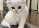 Renegade - Scottish Fold Cat For Sale - Houston&comma; TX&comma; US