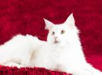 UA Mazurka Hunter - Maine Coon Cat For Sale - Brooklyn&comma; NY&comma; US