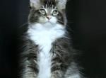 Emira - Maine Coon Cat For Sale - New York&comma; NY&comma; US