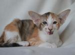 Supreme - Oriental Cat For Sale - Brooklyn&comma; NY&comma; US