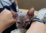 TICA blue tortie - Sphynx Cat For Sale - Rockford&comma; IL&comma; US