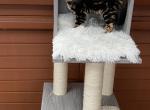 Myra - Bengal Cat For Sale - Macon&comma; MO&comma; US