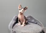 TICA black bi color - Sphynx Cat For Sale - Rockford&comma; IL&comma; US