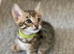Odin F3 male Savannah - Savannah Cat For Sale - Camden&comma; NJ&comma; US