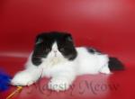 Amur - Persian Cat For Sale - Yucca Valley&comma; CA&comma; US
