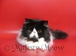 Teodor - Persian Cat For Sale - Yucca Valley&comma; CA&comma; US
