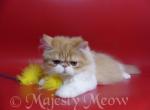 Axele - Persian Cat For Sale - Yucca Valley&comma; CA&comma; US