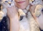 2 Lynx Point Siamese Male Twins Available - Siamese Cat For Sale - Ann Arbor&comma; MI&comma; US