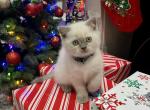 George - Scottish Fold Cat For Sale - Herndon&comma; VA&comma; US