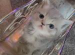 Jingles - Munchkin Cat For Sale - Denver&comma; CO&comma; US
