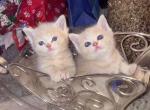 Cinnamon and Spice - Munchkin Cat For Sale - Denver&comma; CO&comma; US