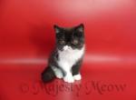 Tom - Exotic Cat For Sale - Yucca Valley&comma; CA&comma; US