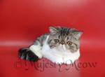 Betty - Exotic Cat For Sale - Yucca Valley&comma; CA&comma; US
