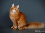 Dionis - Maine Coon Cat For Sale - New York&comma; NY&comma; US