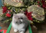 Celeste - Persian Cat For Sale - PA&comma; US