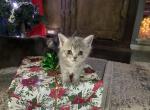 Halo - Munchkin Cat For Sale - Denver&comma; CO&comma; US