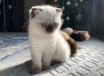 SOLD Smokey - Scottish Fold Cat For Sale - Boca Raton&comma; FL&comma; US