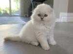SOLD Snowball - Scottish Fold Cat For Sale - Boca Raton&comma; FL&comma; US