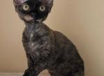 Mustache - Devon Rex Cat For Sale - Brooklyn&comma; NY&comma; US
