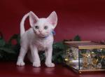 Snowball - Devon Rex Cat For Sale - Brooklyn&comma; NY&comma; US
