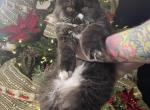 Black smoke white - Persian Cat For Sale - PA&comma; US