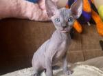 Mixed Elf and Canadian Sphynx kittens - Sphynx Cat For Sale - Brooklyn&comma; NY&comma; US